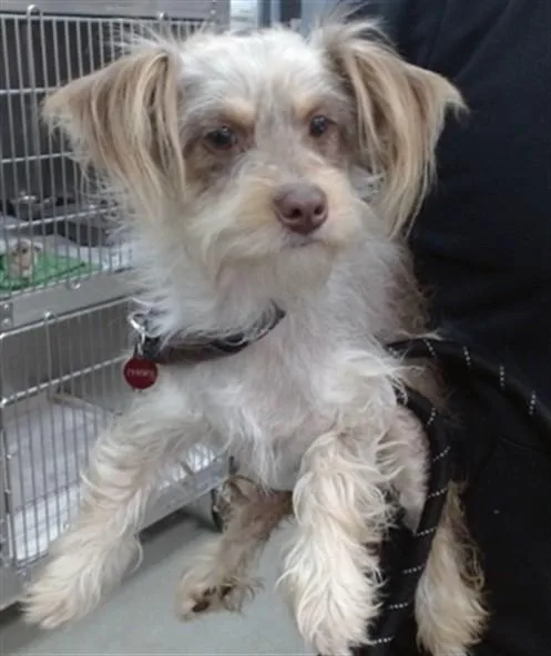 A young small-sized female Terrier dog named Harley for adoption in Salinas, CA
