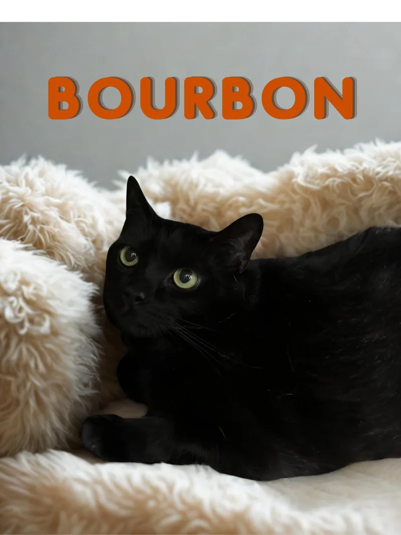 An adult large-sized male Black Domestic Short Hair cat named Bourbon for adoption in Orleans, VT
