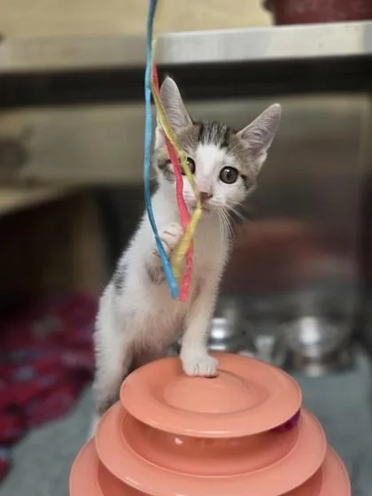 A baby small-sized male Domestic Short Hair cat named Abercrombie & Fitch for adoption in Westland, MI