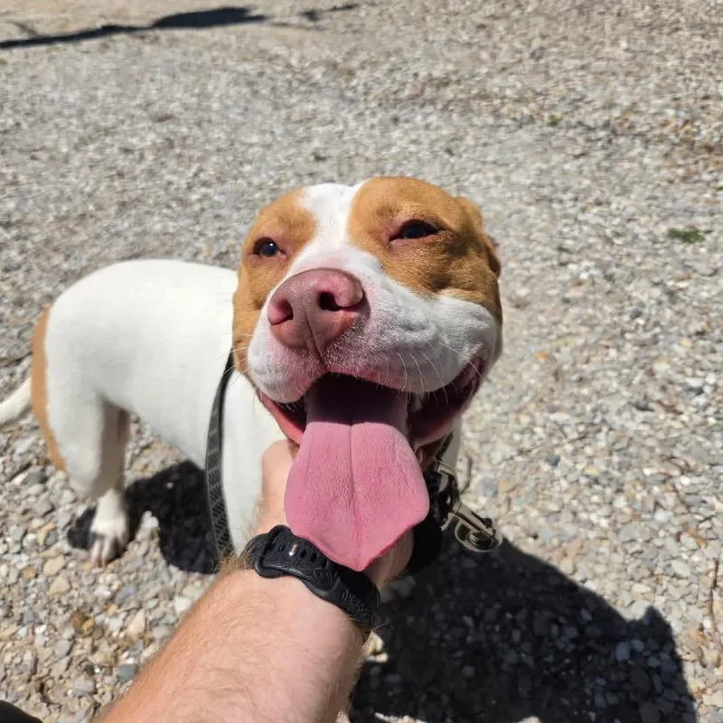An adult small-sized male White / Cream Terrier dog named Elmer for adoption in Mount Vernon, IN