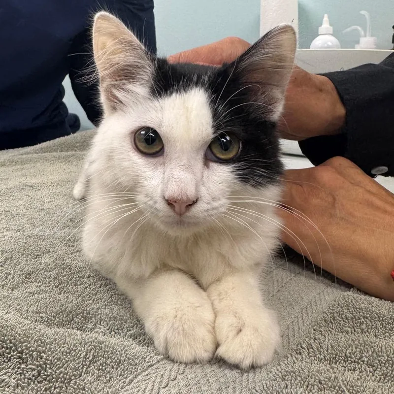 A baby small-sized male Black Domestic Short Hair cat named Mario for adoption in Lauderhill, FL