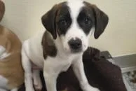 A baby medium-sized male Mixed Breed dog named Cricut for adoption in West Chester, PA