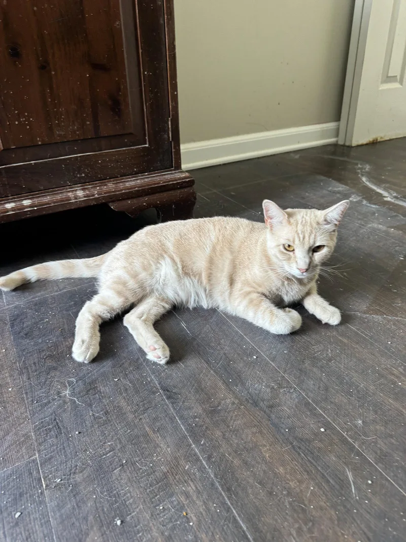 An adult medium-sized female Buff / Tan / Fawn Domestic Short Hair cat named Sunny for adoption in Herndon, VA