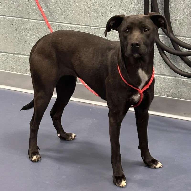 An adult medium-sized female Black Black Labrador Retriever dog named Frogger for adoption in Greensboro, NC