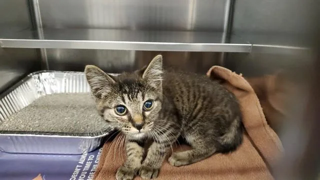 A baby medium-sized male Domestic Short Hair cat named Pepper for adoption in Aurora, IL
