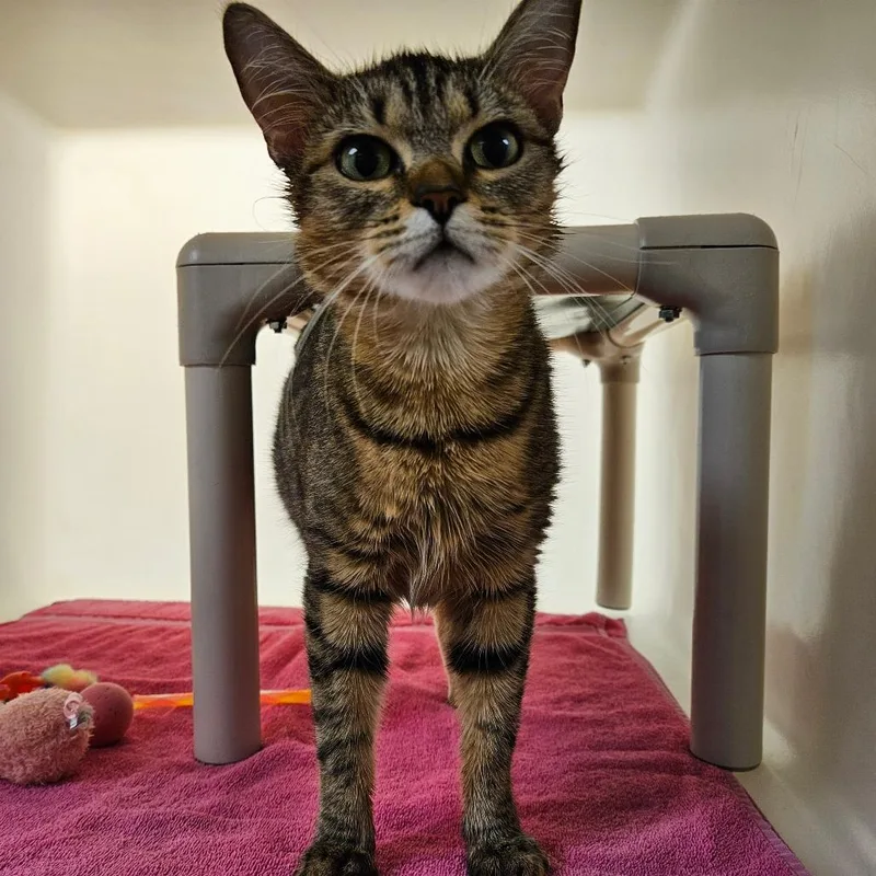 An adult medium-sized female Brown / Chocolate Domestic Short Hair cat named Claire for adoption in Harrisonburg, VA