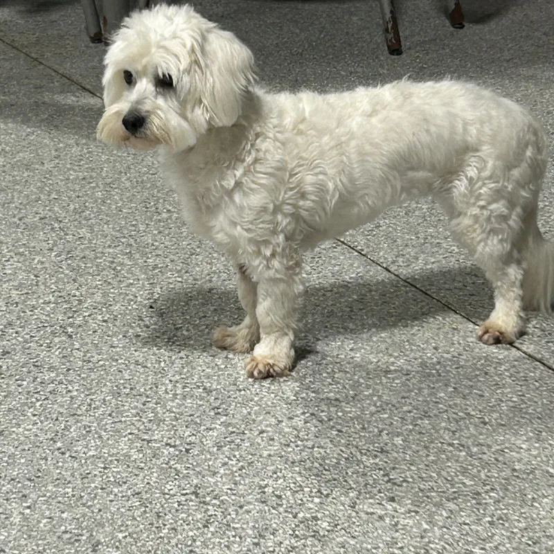 An adult small-sized female White / Cream Coton de Tulear dog named Nina for adoption in Antwerp, OH