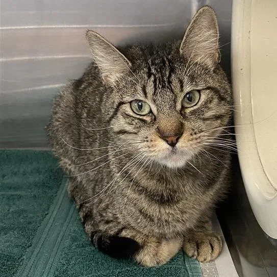 An adult medium-sized female Black Domestic Short Hair cat named Megara for adoption in Long Beach, CA