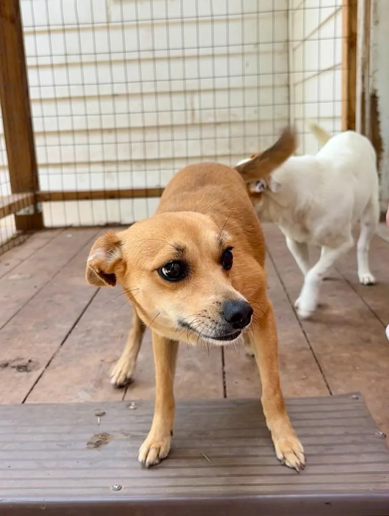Daphne