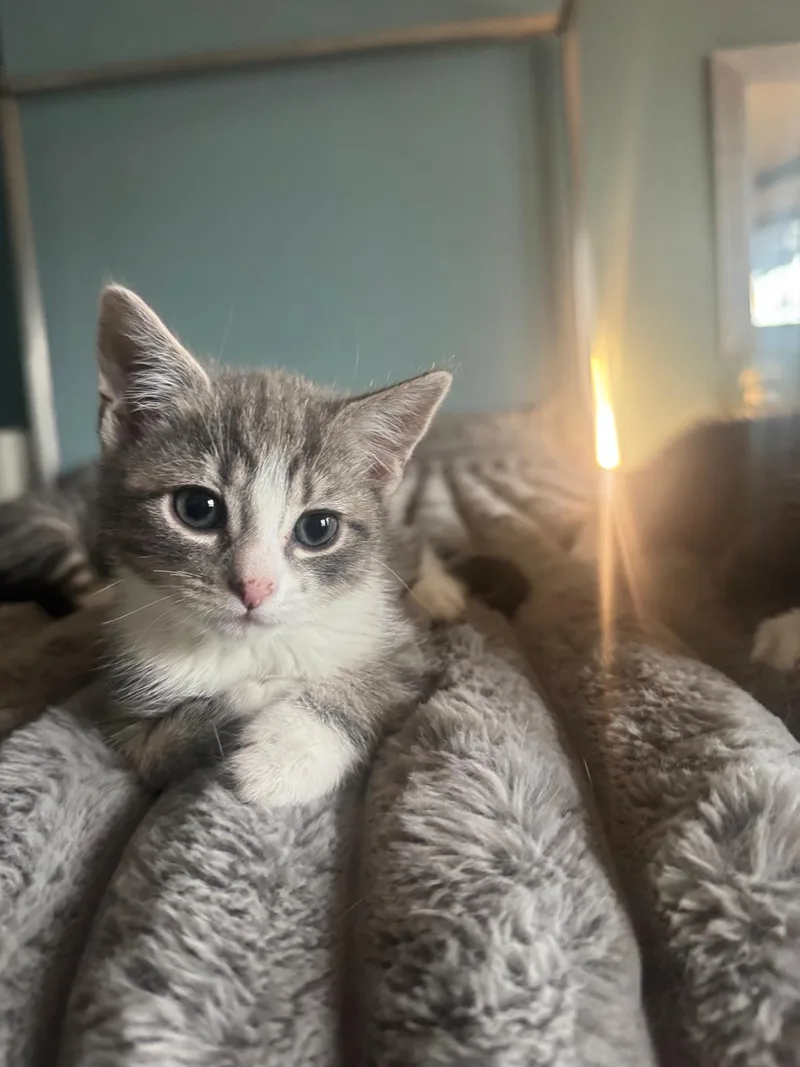 A baby medium-sized female Tabby (Gray / Blue / Silver) Domestic Short Hair cat named Greta for adoption in Jersey City, NJ