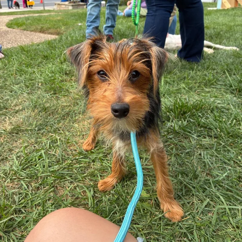 A young small-sized male Brown / Chocolate Yorkshire Terrier dog named Harry for adoption in Alexandria, VA