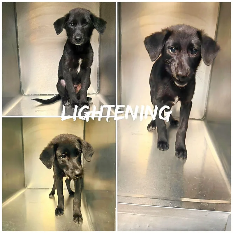 A young medium-sized male Black Labrador Retriever dog named Lightening for adoption in Saint James, MO