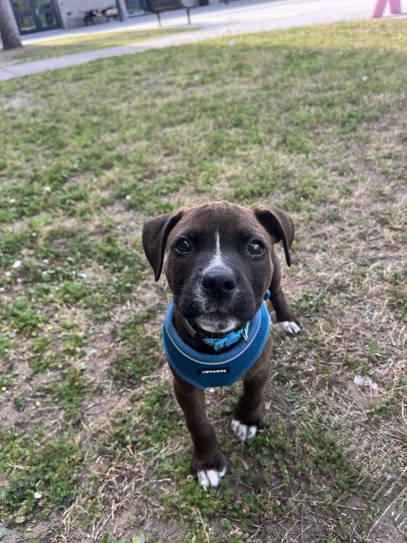 A baby medium-sized male Boxer dog named Theodore for adoption in Mount Pleasant, SC
