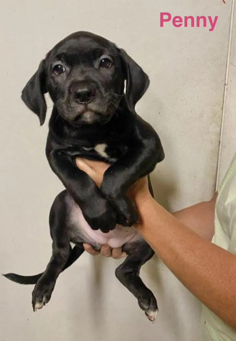 A baby medium-sized female Labrador Retriever dog named Penny for adoption in Manchester, CT