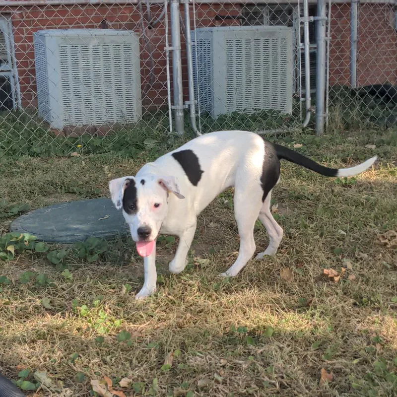 A young medium-sized female White / Cream Pit Bull Terrier dog named Checkers for adoption in Normal, IL