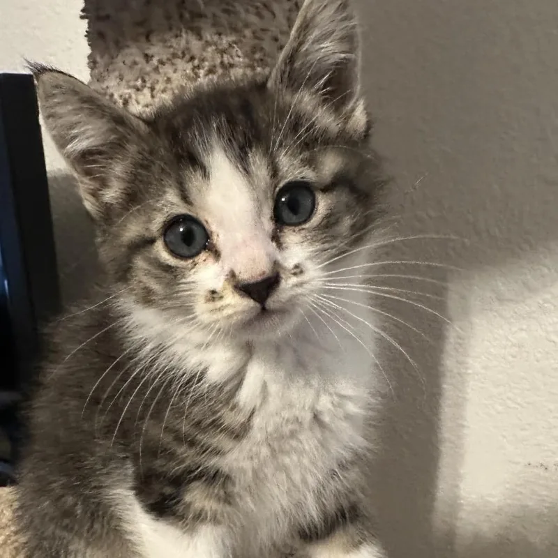 Milo