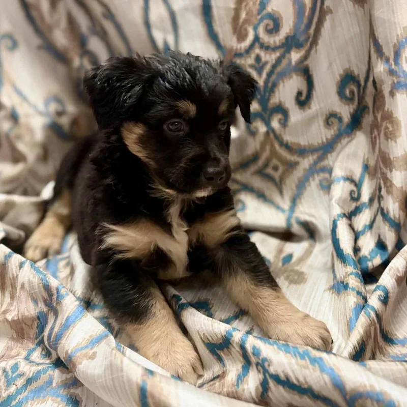 A baby medium-sized male Black Australian Shepherd dog named Splash for adoption in Pelham, NH