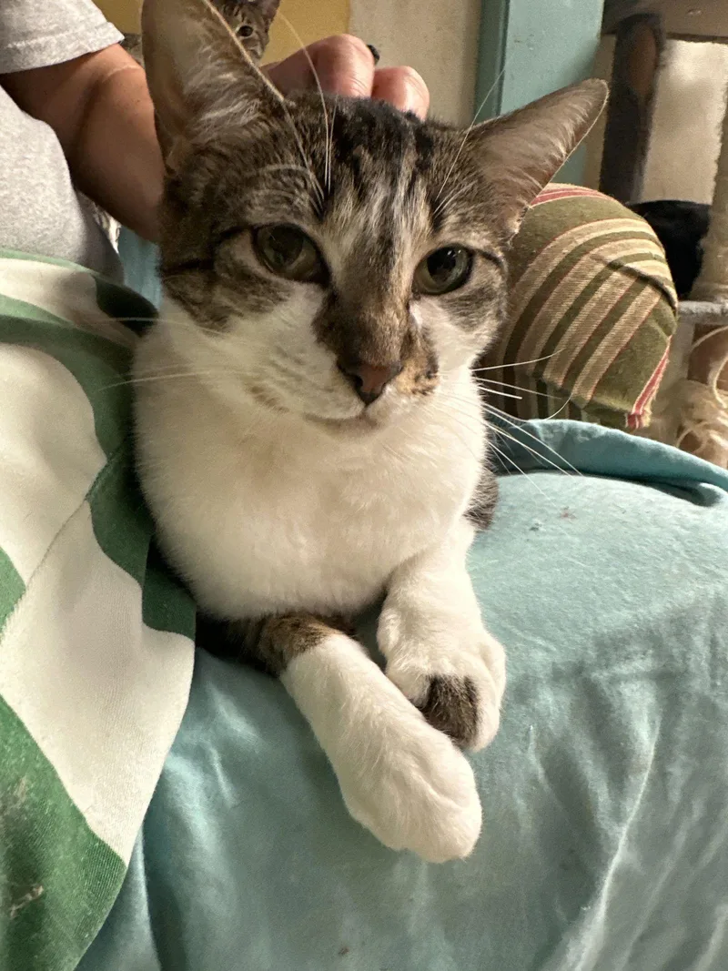 Bonnie Raitt thumbnail 2