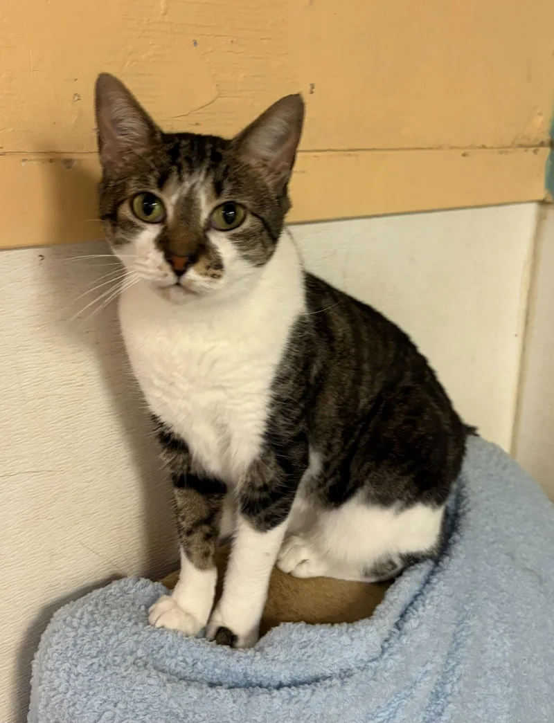 Bonnie Raitt thumbnail 3