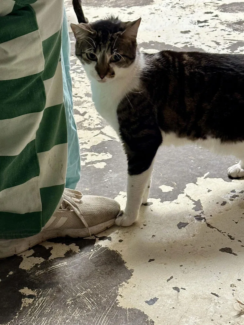 Bonnie Raitt thumbnail 4