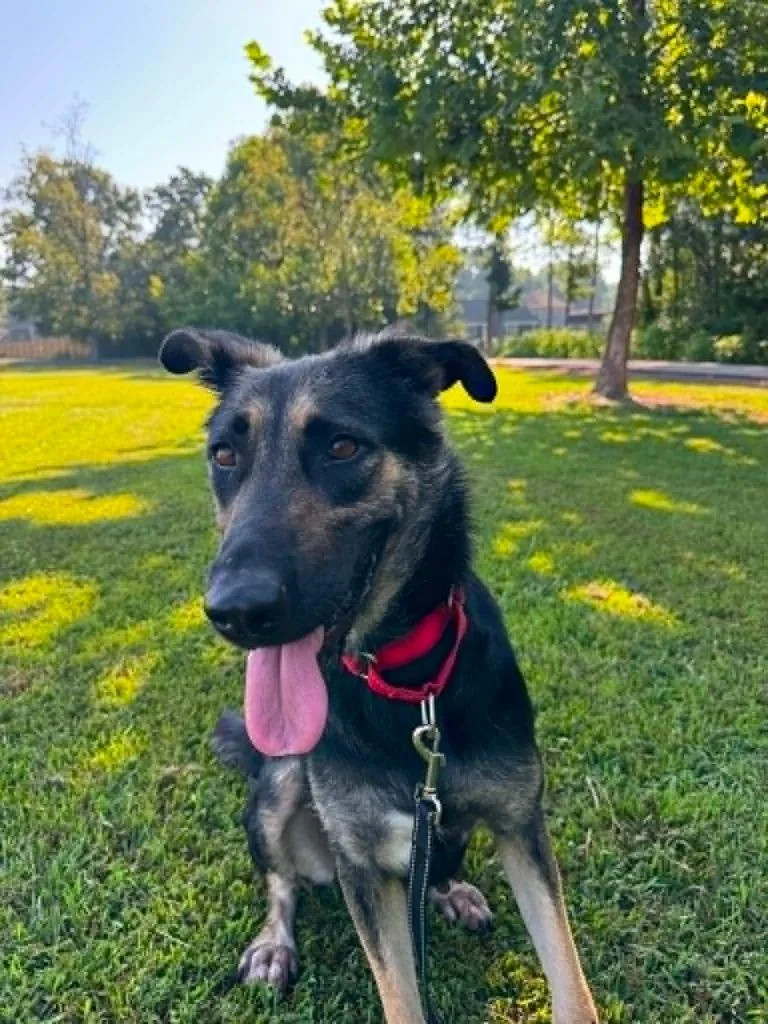 A young large-sized female Shepherd dog named Kimchi Paws for adoption in East Ridge, TN