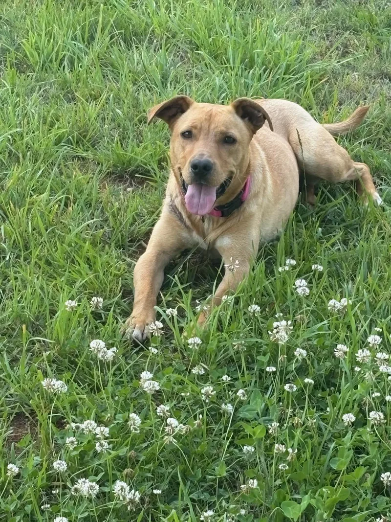 A young medium-sized female Labrador Retriever dog named Duchess for adoption in Greenville, SC