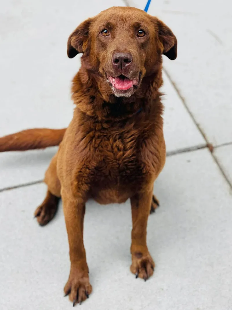 An adult large-sized female Chocolate Labrador Retriever dog named Chloe for adoption in Port Saint Lucie, FL