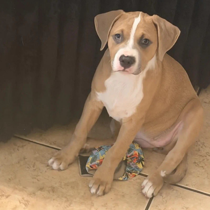 A baby medium-sized female Yellow / Tan / Blond / Fawn Boxer dog named Ariel for adoption in Liverpool, TX