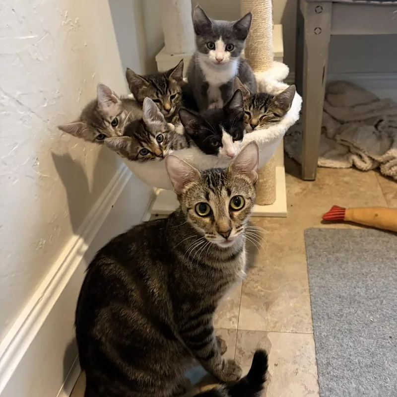 An adult medium-sized female Gray / Blue / Silver Domestic Short Hair cat named Praline for adoption in Pleasant Hill, CA