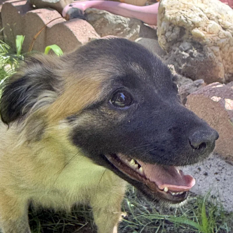 Sasha thumbnail 4
