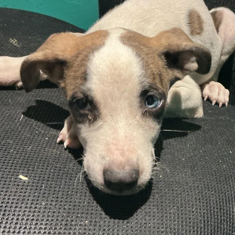 A baby medium-sized female Brindle Mixed Breed dog named Plisade for adoption in Durant, OK