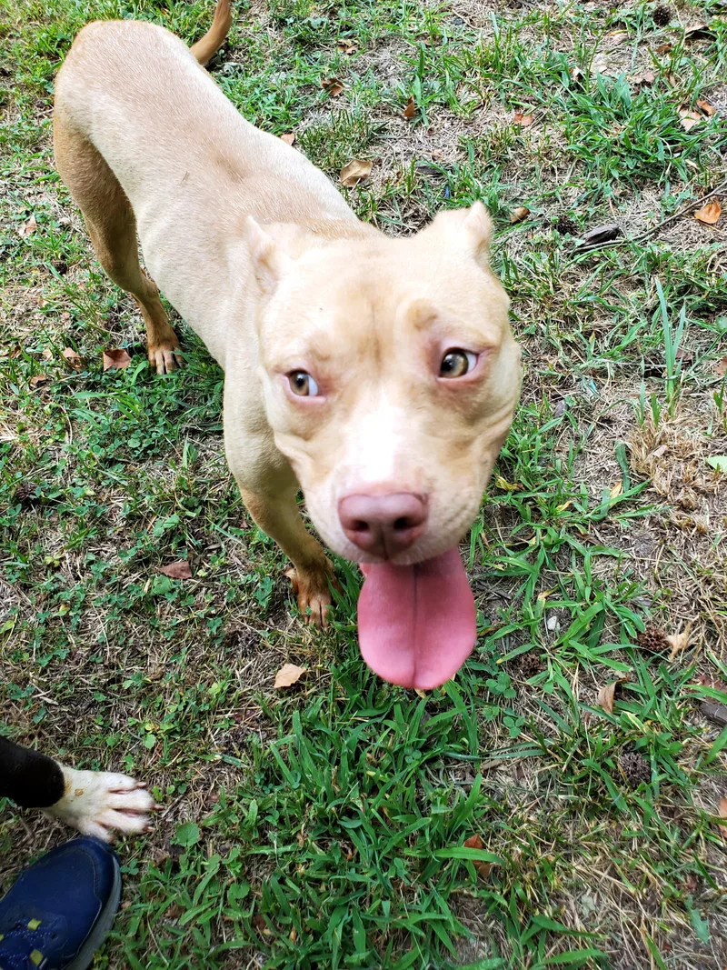 A young medium-sized female Yellow / Tan / Blond / Fawn Pit Bull Terrier dog named Fawn for adoption in Petersburg, VA