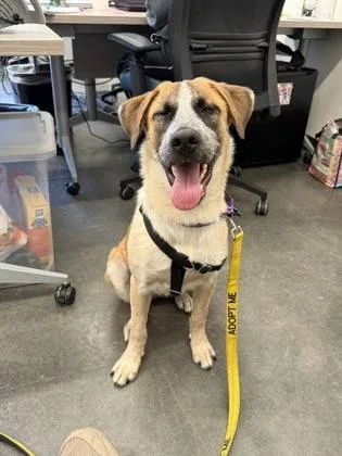 Liza Minnelli thumbnail 3