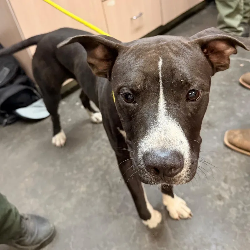 An adult medium-sized male Pit Bull Terrier dog named Brad for adoption in Evensville, TN