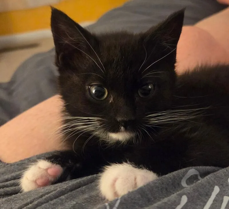 Mittens thumbnail 2