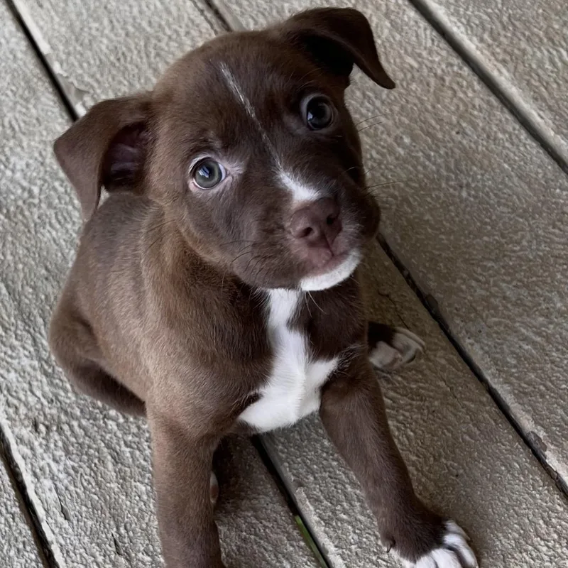 A baby medium-sized male Brown / Chocolate Chocolate Labrador Retriever dog named Diggy for adoption in Hamilton , NJ