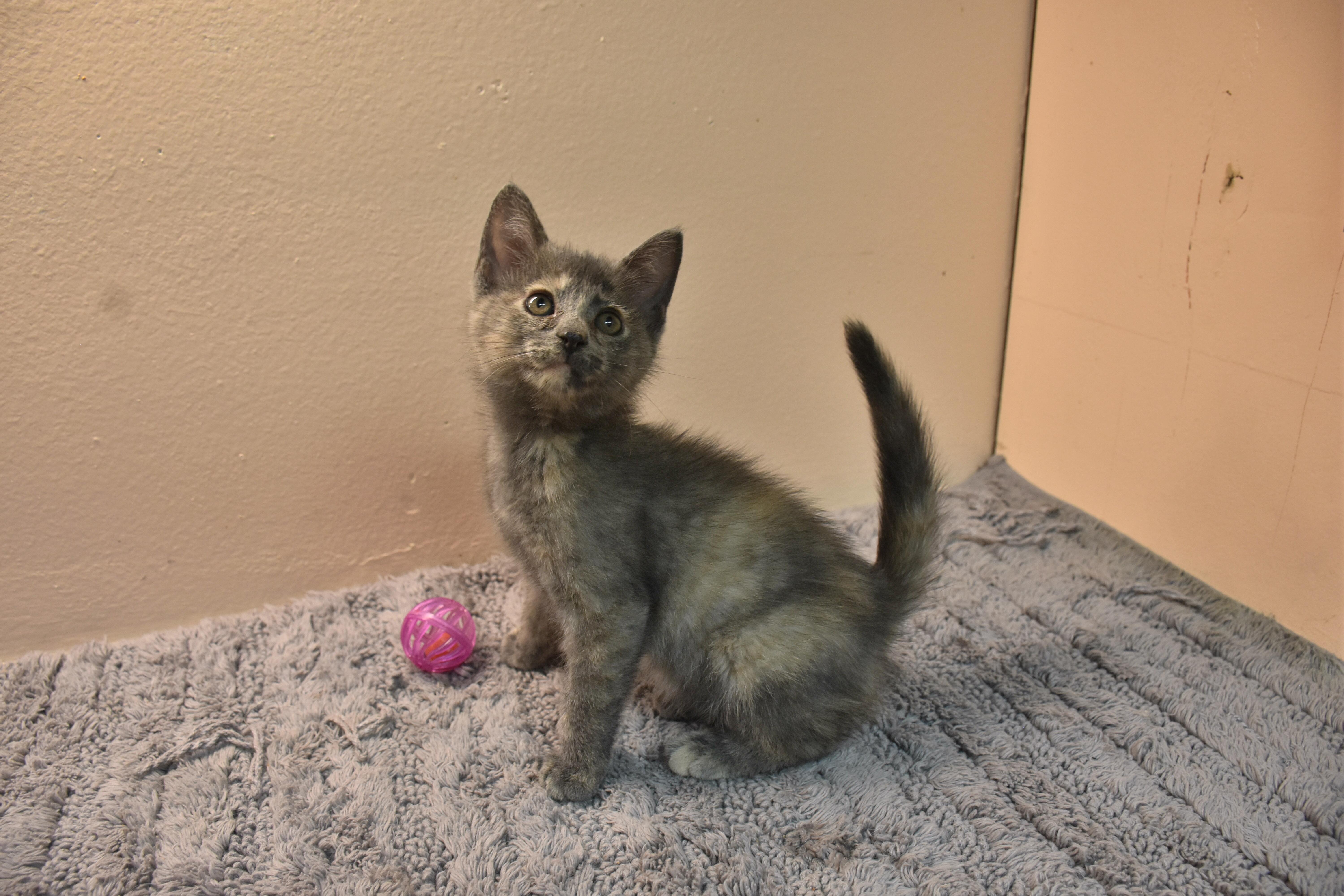 A baby small-sized female Domestic Short Hair cat named Maybell for adoption in North Judson, IN