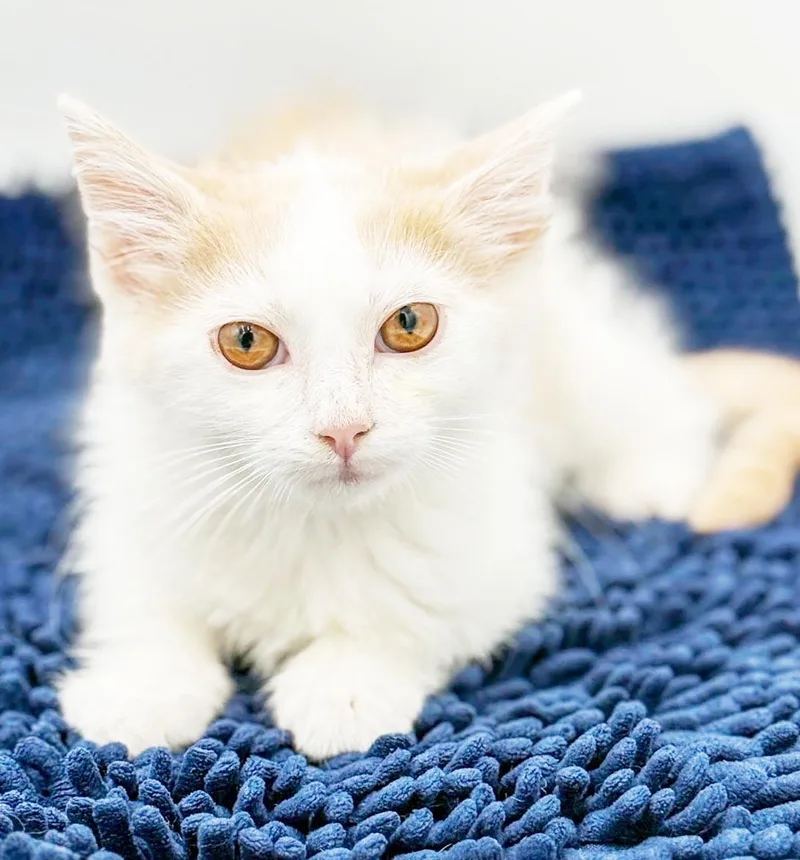A baby small-sized male Orange & White Turkish Van cat named Flatbread is a funny for adoption in Bedford Hills, NY