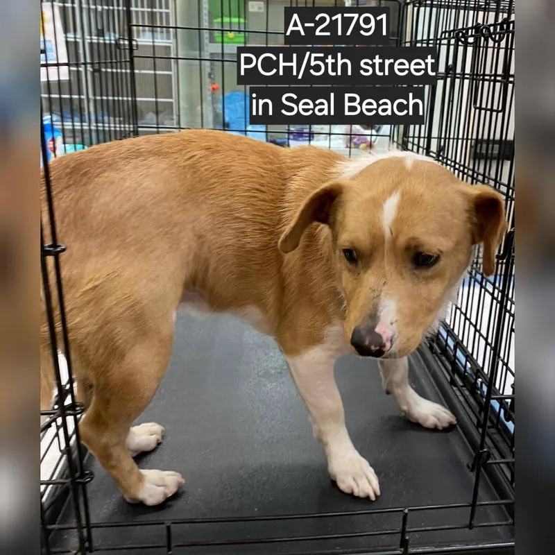 A young small-sized male Brown / Chocolate Jack Russell Terrier dog named Twinkie for adoption in Westminster, CA