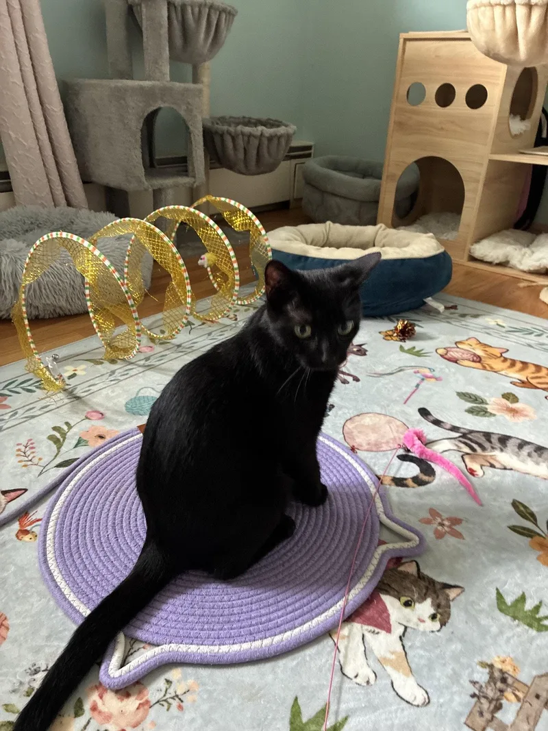 A young medium-sized female Domestic Short Hair cat named Raven for adoption in Naugatuck, CT