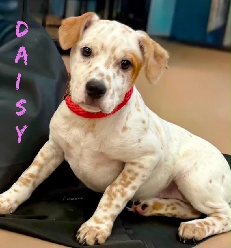 A baby medium-sized female Labrador Retriever dog named Daisy for adoption in Princeton, MA