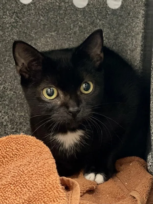 A baby small-sized female Domestic Short Hair cat named Fancy for adoption in Austin, TX