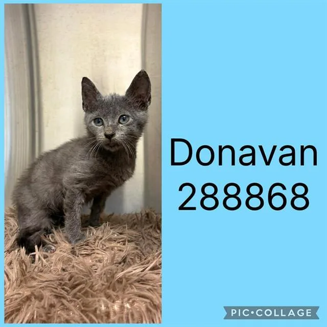 A baby small-sized male Domestic Short Hair cat named Donavan for adoption in Macon, GA