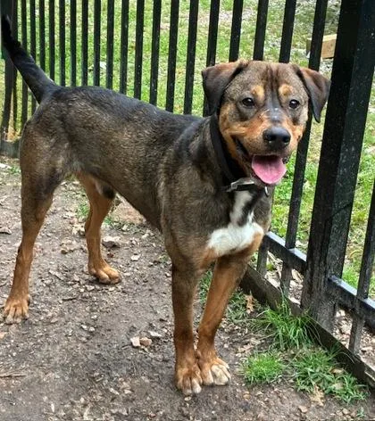 A young large-sized male Mixed Breed dog named Elton for adoption in Yellville, AR