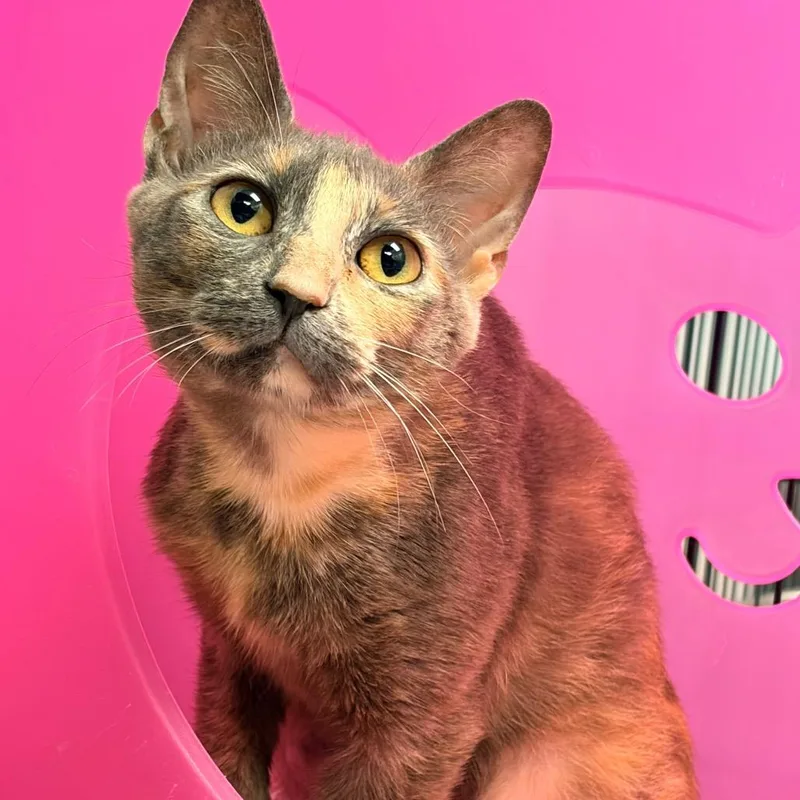 A young medium-sized female Gray / Blue / Silver Domestic Short Hair cat named Erin for adoption in Watertown, NY