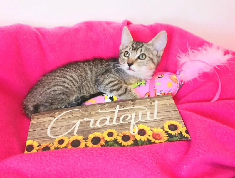 A baby small-sized female Tabby (Leopard / Spotted) Bengal cat named Harper Alexandra for adoption in Miami, AZ