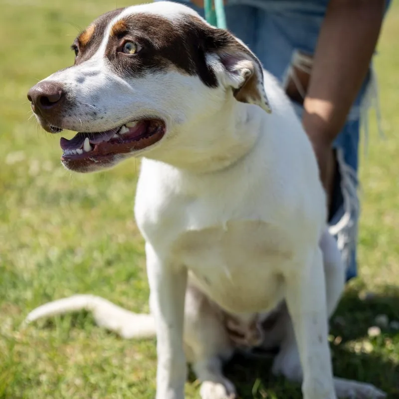 A young large-sized male White / Cream Labrador Retriever dog named Maverick for adoption in Elizabeth City, NC