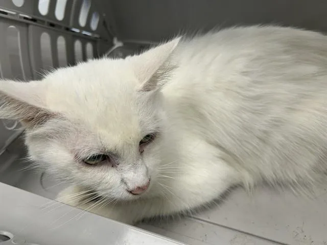 A senior small-sized female Domestic Medium Hair cat named Kiki for adoption in Ocala, FL