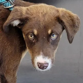 A baby small-sized female Brown / Chocolate Mixed Breed dog named Reeses for adoption in Las Cruces, NM