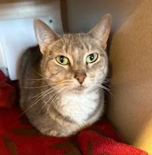 A senior large-sized female Tabby (Gray / Blue / Silver) Domestic Short Hair cat named Winnie for adoption in Mason City, IA